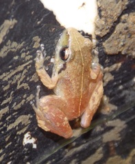 Eleutherodactylus abbotti