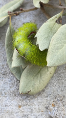 Automeris io