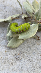 Automeris io