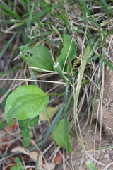 Plantago asiatica