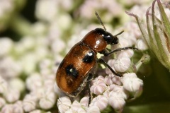 Coptocephala rubicunda