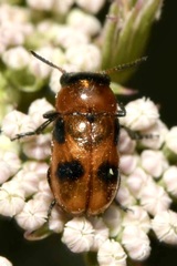 Coptocephala rubicunda
