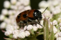 Coptocephala rubicunda