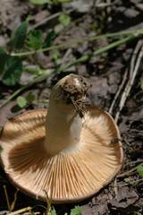 Lactarius flexuosus