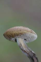 Xerocomus ferrugineus