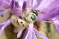 Nomioides minutissimus