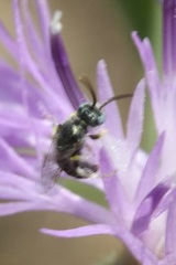 Nomioides minutissimus