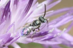 Nomioides minutissimus