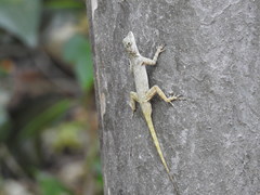 Anolis distichus