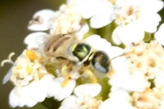 Nomioides minutissimus