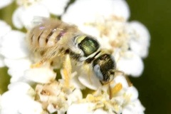 Nomioides minutissimus