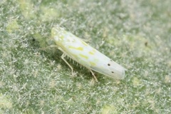 Micantulina stigmatipennis