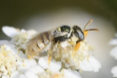 Nomioides minutissimus