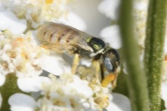 Nomioides minutissimus