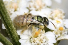 Nomioides minutissimus