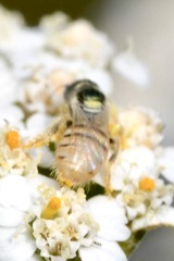 Nomioides minutissimus