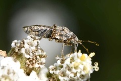 Nysius helveticus