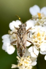 Nysius helveticus