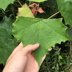 Mallotus paniculatus formosanus