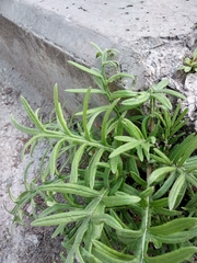 Cirsium ukranicum
