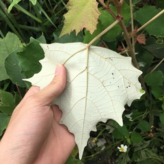 Mallotus paniculatus formosanus