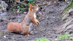 Sciurus vulgaris