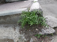 Cirsium ukranicum
