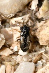 Geocoris ater