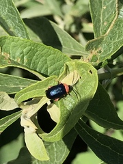 Asphaera abdominalis