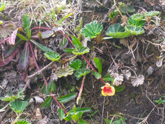 Oenothera epilobiifolia