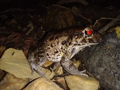Leptodactylus vastus
