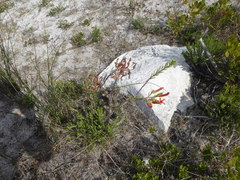 Tylecodon grandiflorus