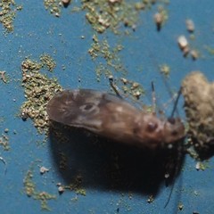 Peripsocus subfasciatus