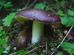 Russula firmula