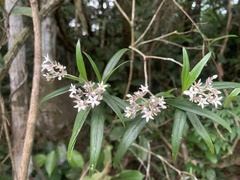 Palicourea pseudinundata