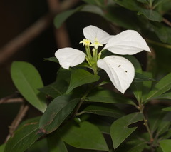 Mussaenda pubescens