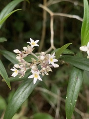 Palicourea pseudinundata