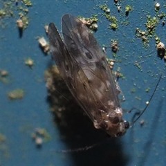 Peripsocus subfasciatus