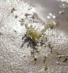 Sporobolus aculeatus