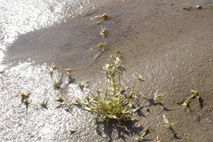 Sporobolus aculeatus