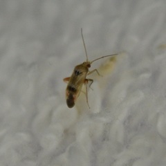 Parthenicus juniperi