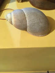 Megalobulimus lorentzianus