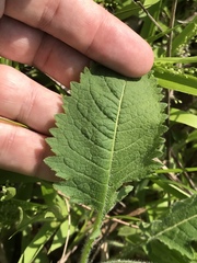 Parthenium auriculatum