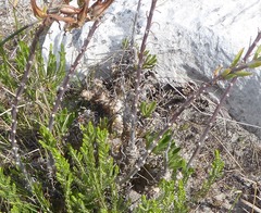 Tylecodon grandiflorus