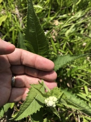 Parthenium auriculatum