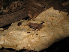 Physalaemus aguirrei