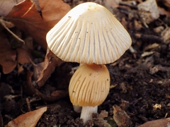 Coprinellus impatiens