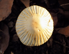 Coprinellus impatiens
