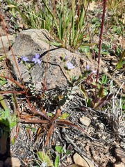 Veronica pimeleoides pimeleoides