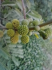 Mimosoideae